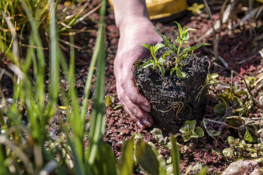 Maintenance of the plant stands on the green roof